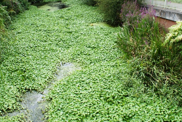 Invasive species in the UK