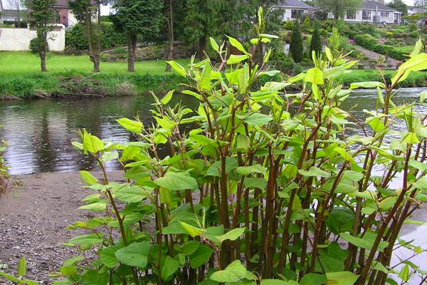 9-interesting-japanese-knotweed-facts-zirkon