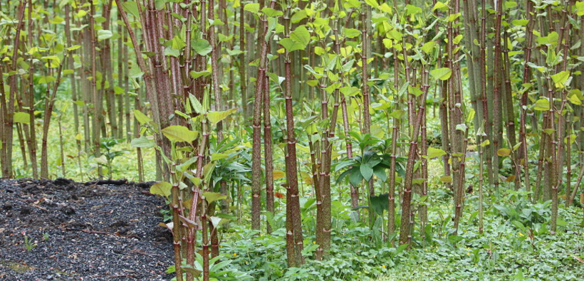 why-are-invasive-species-such-a-threat-find-out-tp-knotweed