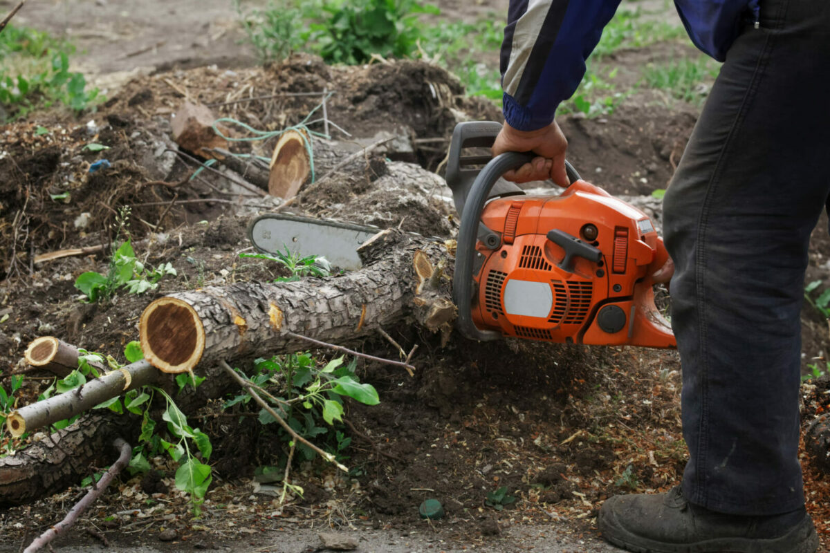 tree-felling-site-clearance-services