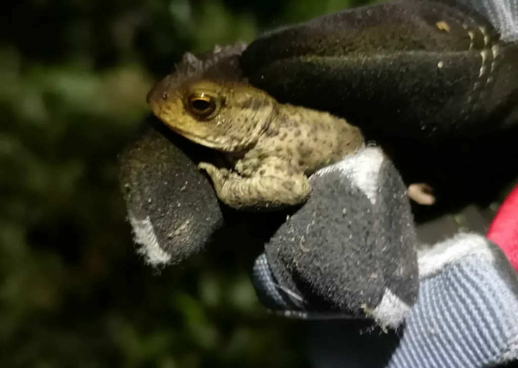 Hand gloves and a frog